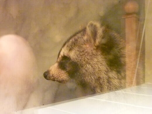 Our adopted pet raccoon