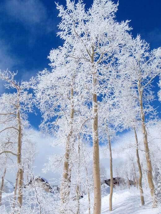 Snow-covered aspens