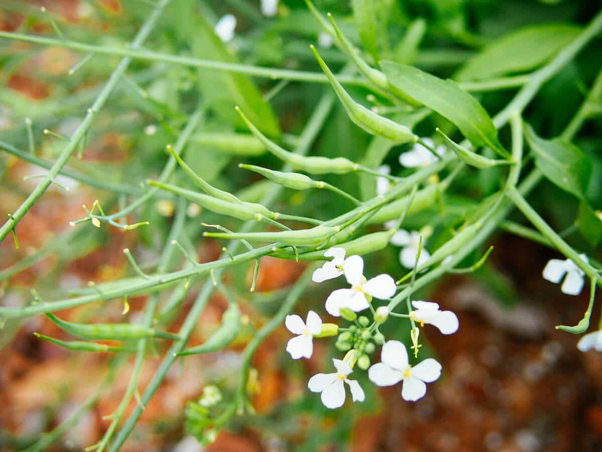 Radish seed pods and white blossoms