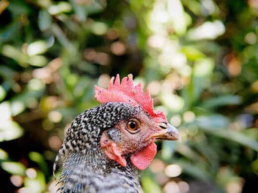 Chickens get chicken pox, too
