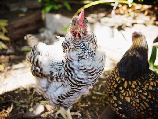 Molting Barred Rock