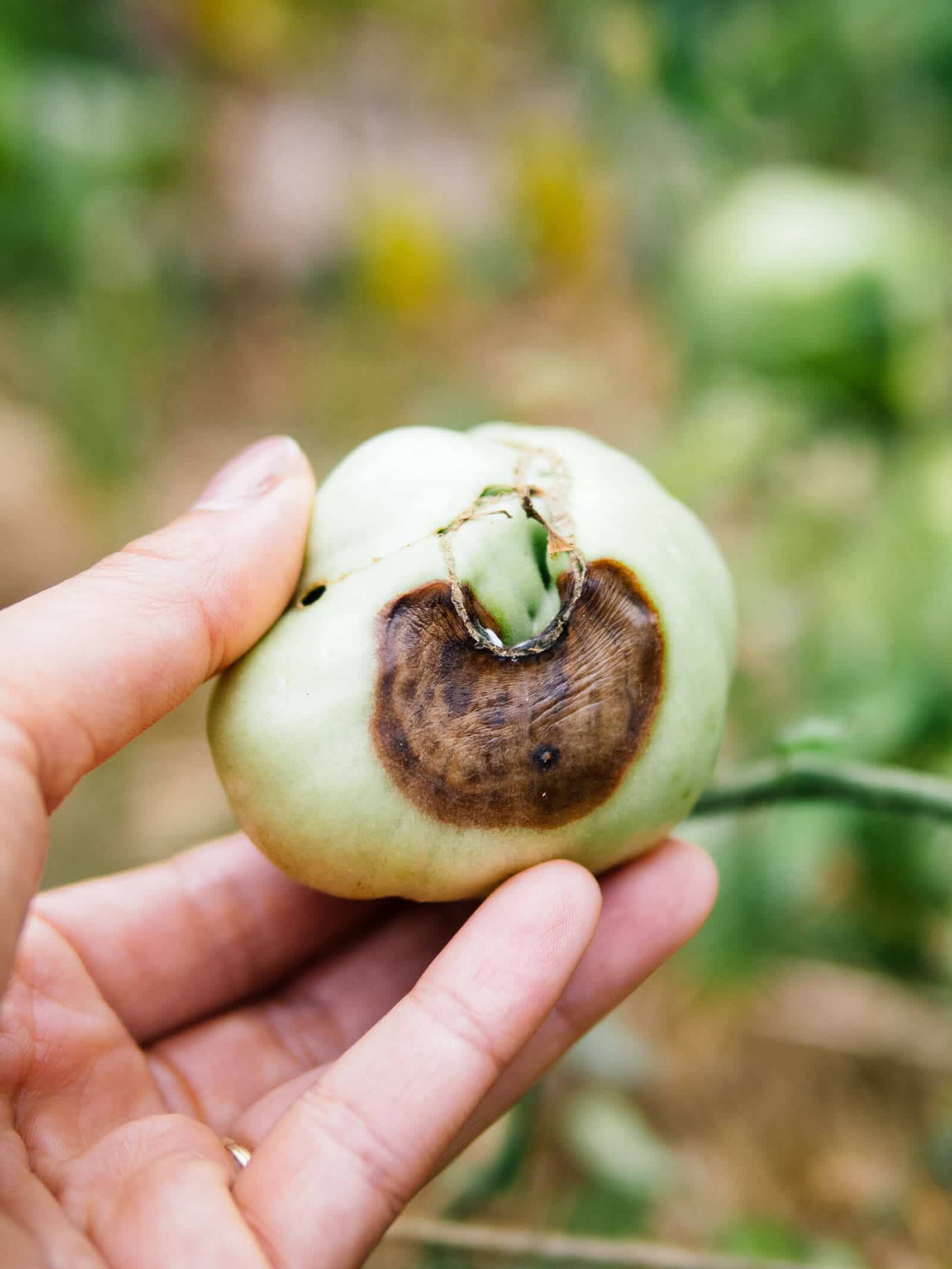 Save the harvest: how to fix blossom end rot