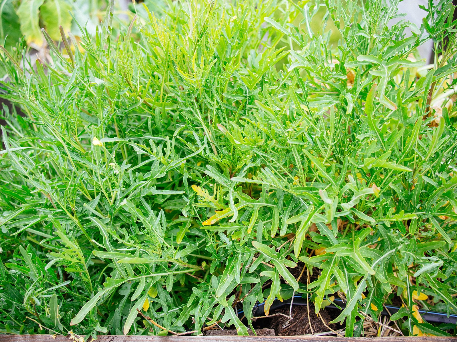 Bolted arugula plant that still has edible leaves