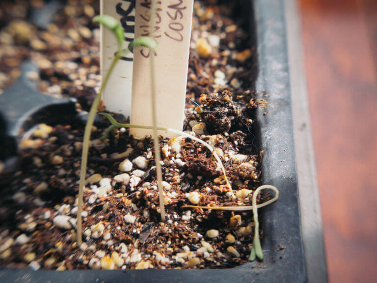 Damping off: why your seedlings are falling over and dying