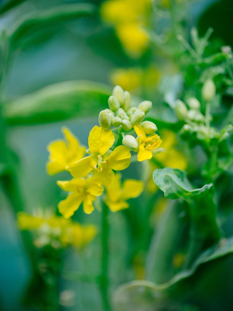 Yes, you can eat kale buds (and they're delicious)