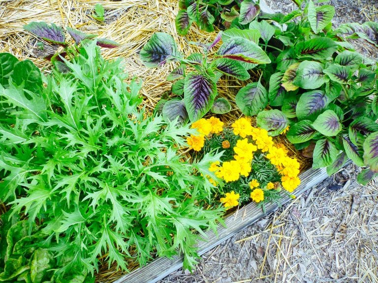 Heat-tolerant salad greens to grow all summer long