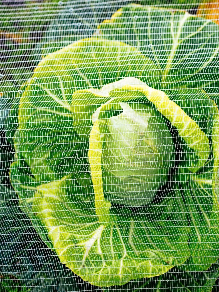 White protective netting used as a floating row cover over cabbage plants in a garden