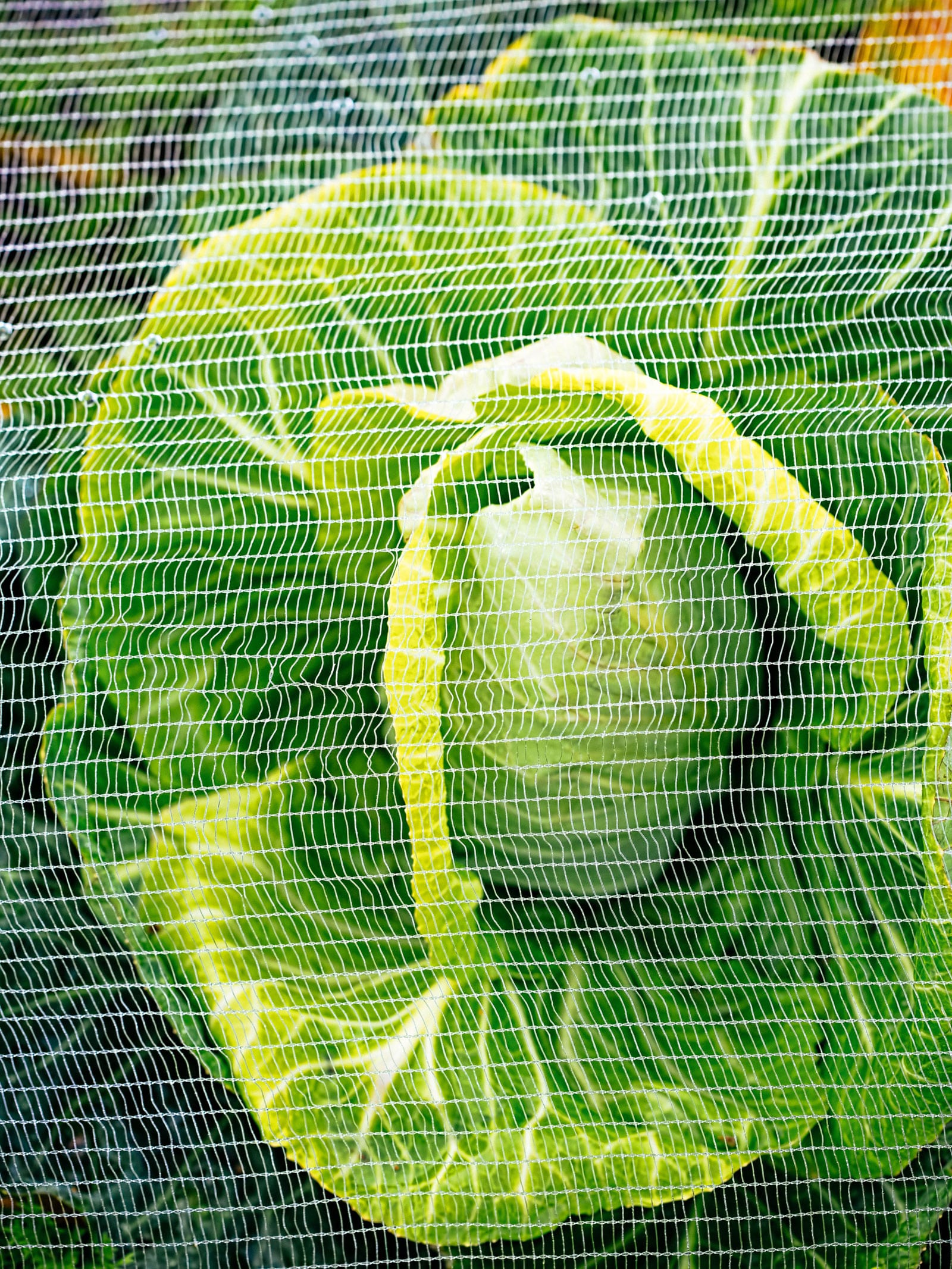 White protective netting used as a floating row cover over cabbage plants in a garden
