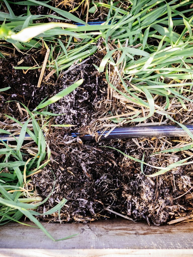 What's that white mold soil on my soil?!