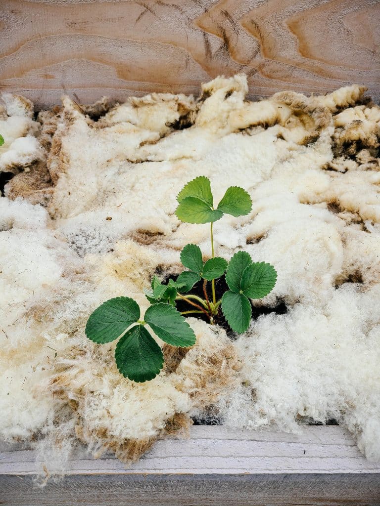 Best types of organic mulch