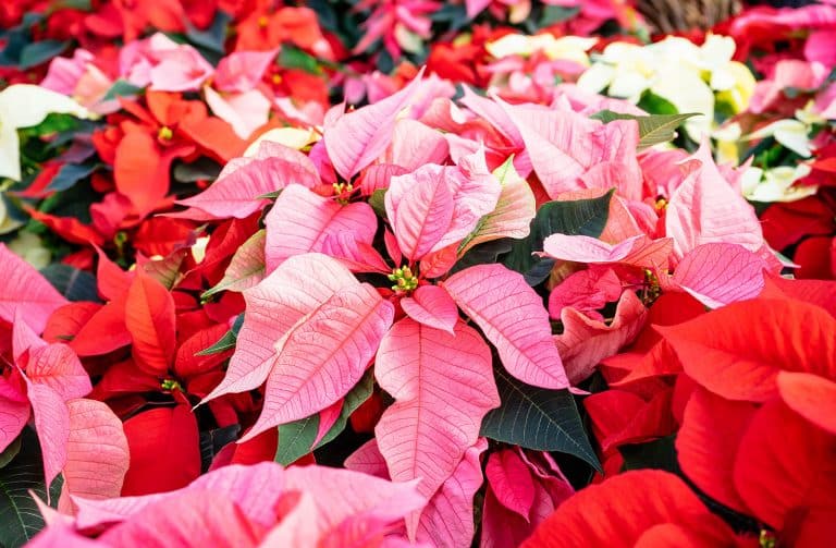 Keep your poinsettia looking good this holiday season (and beyond)
