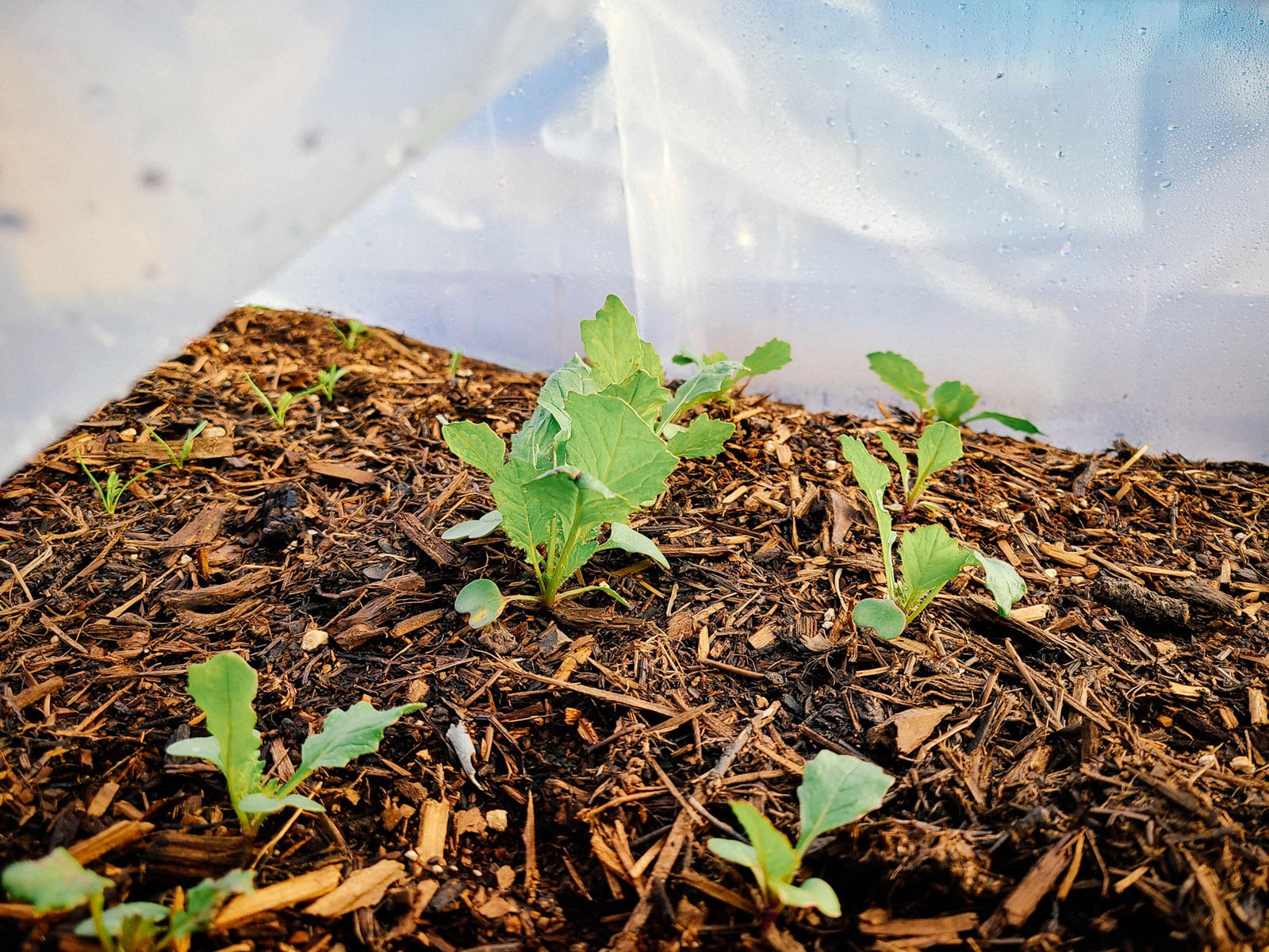 Seedlings growing under a plastic low tunnel in a garden bed
