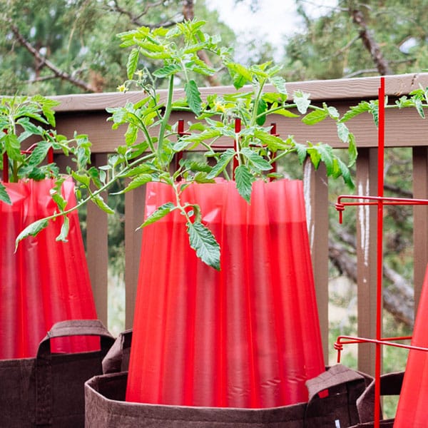Tomato teepees